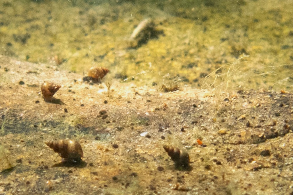 Potamopyrgus snails crawling on an underwater rock