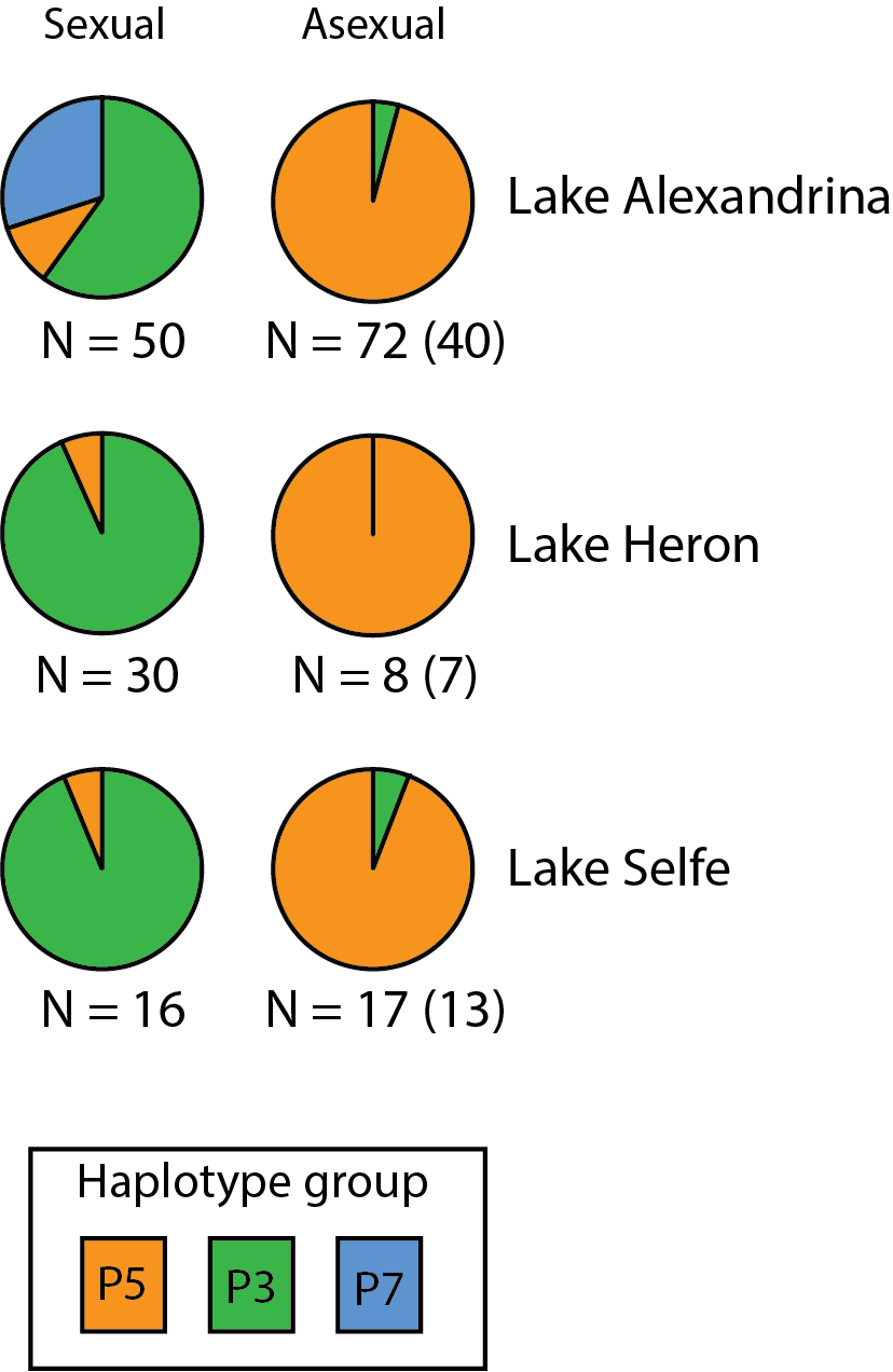 Mitochondrial haplotype frequencies (cytochrome-b gene) in three snail populations where sexual and asexual snails coexist. Pie charts indicate the relative frequencies of haplotype groups. Sample size is indicated below each Pie Chart. Number in brackets indicates the number of unique SNP genotypes among the triploid asexual snails based on 20 loci. Figure is drawn based on re-analysis of data in Paczesniak et al, (2013).